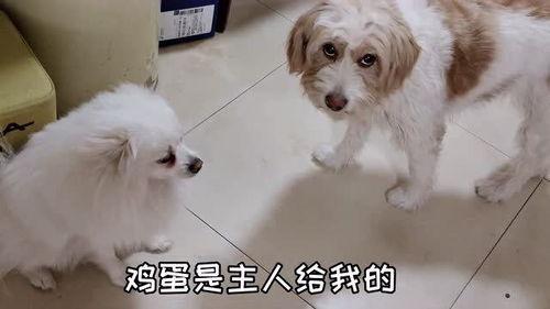 大狗蛋吃瓜,揭秘娱乐圈幕后故事