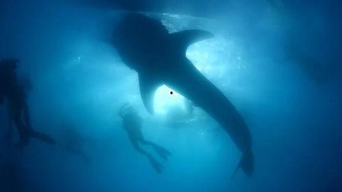 鱼儿看世界头条号,揭秘海洋生态的奇妙世界