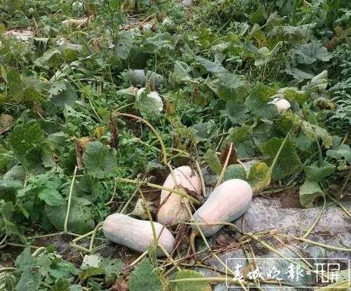 2000年吃瓜,吃瓜群众的狂欢岁月