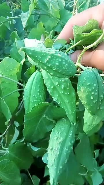 瓢瓜宝宝怎么吃,瓢瓜宝宝的多彩食法探索