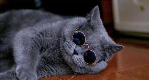 外国明星蓝猫,外国明星的璀璨星光与传奇人生