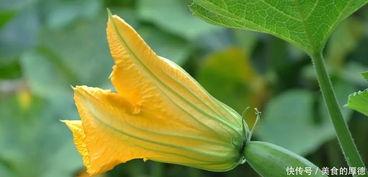 蓝瓜花咋吃,解锁独特风味新吃法