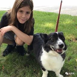 网红狗图片 灰色,网红狗狗的优雅瞬间