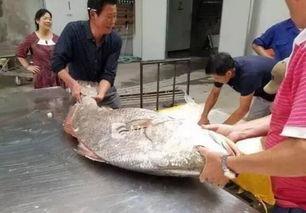 舟山吃瓜渔民事件,一场引发社会关注的海洋争议