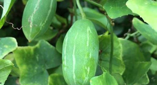 团厌心声吃瓜系统,揭秘吃瓜群众的狂欢与反思