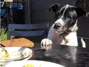 娱乐吃瓜养狗视频在线观看,在线观看乐翻天！