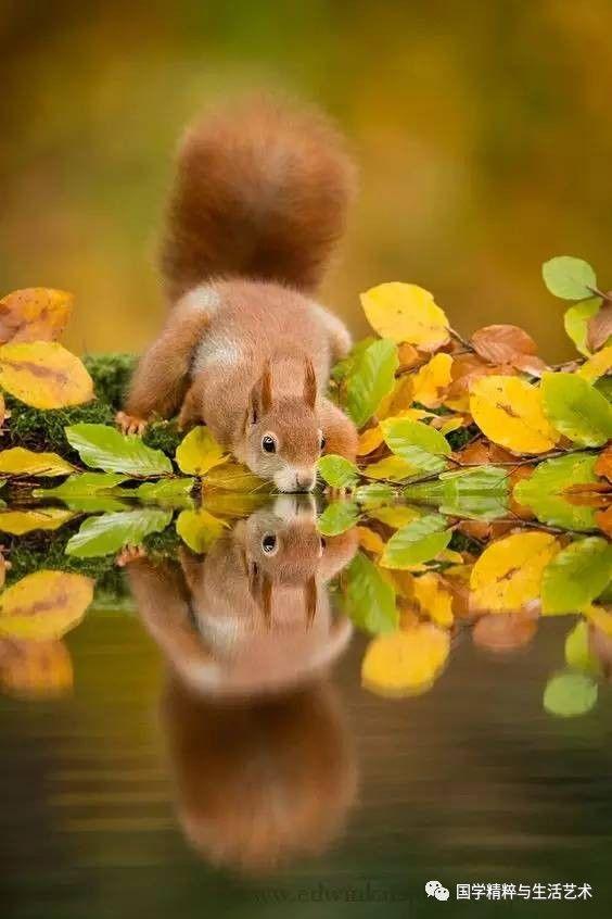 娱乐吃瓜小松鼠小说,小松鼠的吃瓜日常
