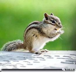 娱乐吃瓜小松鼠小说,小松鼠的吃瓜日常